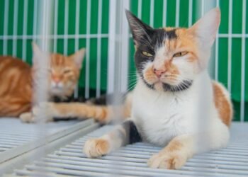Feira de Adoção Responsável garante novos lares para cães e gatos em Macaé