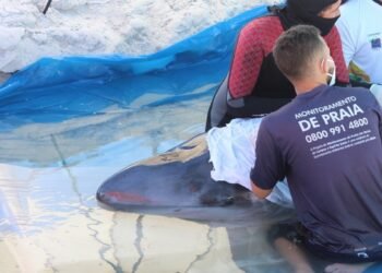 Cachalote-pigmeu salva na Praia do Forte em Cabo Frio morre dois dias após o resgate