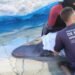 Cachalote-pigmeu salva na Praia do Forte em Cabo Frio morre dois dias após o resgate Cachalote-pigmeu salva na Praia do Forte em Cabo Frio morre dois dias após o resgate
