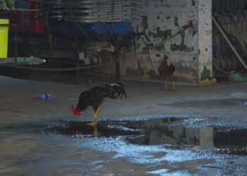 Depósito clandestino onde ambulantes guardam materiais na orla do Rio tem até criação de galinhas; FOTOS Depósito clandestino onde ambulantes guardam materiais na orla do Rio tem até criação de galinhas; FOTOS