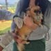 Petrópolis recebe vacinação gratuita para cães e gatos neste sábado Petrópolis recebe vacinação gratuita para cães e gatos neste sábado
