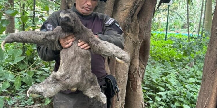 Bicho-preguiça volta ao Parque Centenário após tratamento veterinário, em Barra Mansa Bicho-preguiça volta ao Parque Centenário após tratamento veterinário, em Barra Mansa