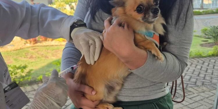 Vacinação de cães e gatos: Quatis e Pinheiral têm ação no domingo