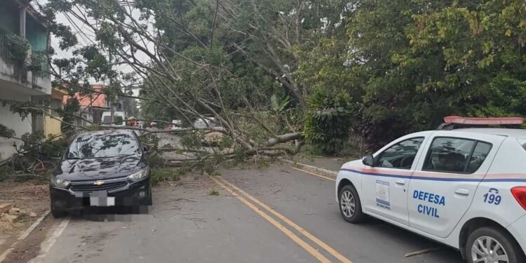 Árvore cai sobre carro e casa e interdita avenida em Resende Árvore cai sobre carro e casa e interdita avenida em Resende