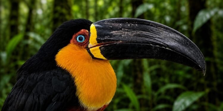 Tucano recupera visão após atropelamento na BR-040, em Petrópolis Tucano recupera visão após atropelamento na BR-040, em Petrópolis