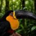 Tucano recupera visão após atropelamento na BR-040, em Petrópolis Tucano recupera visão após atropelamento na BR-040, em Petrópolis