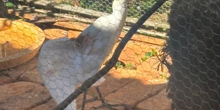 Garça é resgatada com corte na asa em Valença Garça é resgatada com corte na asa em Valença