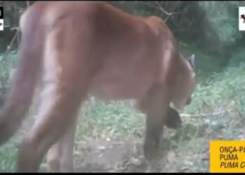 Parque Nacional do Itatiaia registra 36 espécies de animais