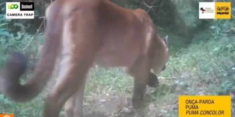 Parque Nacional do Itatiaia registra 36 espécies de animais