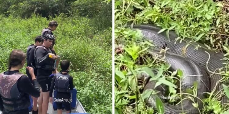 Sucuri de oito metros surpreende crianças durante rara aparição em rio cristalino de Bonito; veja vídeo
