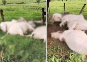 Oito bois são encontrados mortos por suspeita de terem sido atingidos por raio no interior de SP