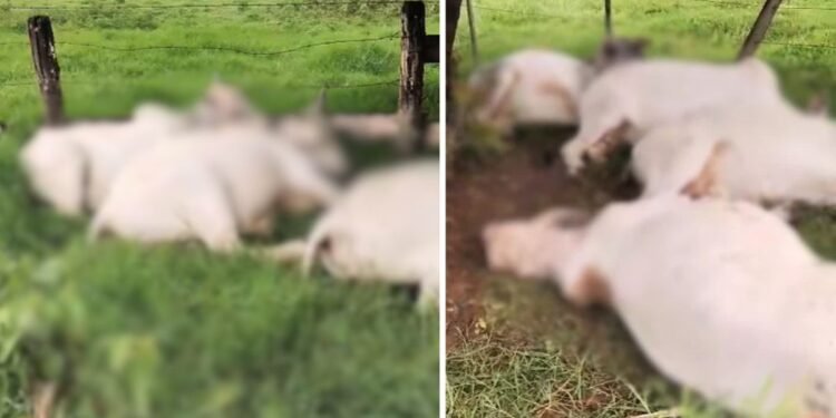 Oito bois são encontrados mortos por suspeita de terem sido atingidos por raio no interior de SP Oito bois são encontrados mortos por suspeita de terem sido atingidos por raio no interior de SP