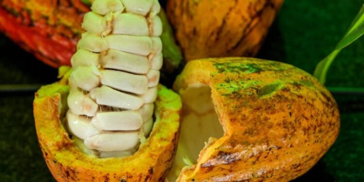 Rondônia tem seis produtores entre os 20 finalistas do Concurso Nacional de Cacau; veja quem são Rondônia tem seis produtores entre os 20 finalistas do Concurso Nacional de Cacau; veja quem são