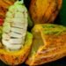 Rondônia tem seis produtores entre os 20 finalistas do Concurso Nacional de Cacau; veja quem são