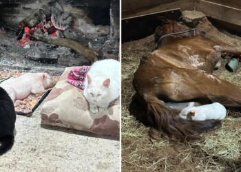 Leitoa que seria rifada e abatida para ceia ganha novo lar em ONG e dorme ao lado de cavalo e gatos Leitoa que seria rifada e abatida para ceia ganha novo lar em ONG e dorme ao lado de cavalo e gatos