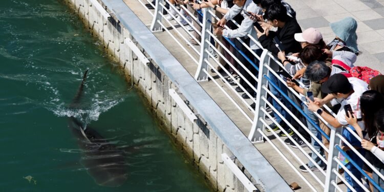 Tubarão que virou atração na Coreia do Sul se fere em canal; 3ª tentativa de levá-lo ao mar será nesta quarta Tubarão que virou atração na Coreia do Sul se fere em canal; 3ª tentativa de levá-lo ao mar será nesta quarta