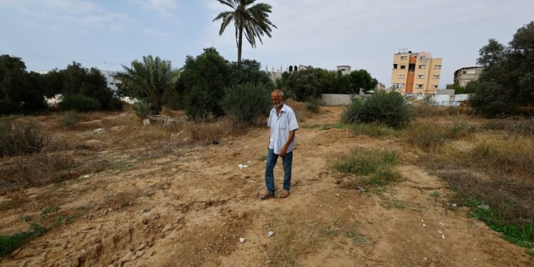 Oliveiras destruídas e lavouras bloqueadas por tropas israelenses: a luta para produzir azeite em Gaza Oliveiras destruídas e lavouras bloqueadas por tropas israelenses: a luta para produzir azeite em Gaza