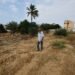 Oliveiras destruídas e lavouras bloqueadas por tropas israelenses: a luta para produzir azeite em Gaza Oliveiras destruídas e lavouras bloqueadas por tropas israelenses: a luta para produzir azeite em Gaza