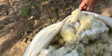 Produção de algodão colorido verde em Itatuba, na PB, é pioneira no país e exportada para a Europa