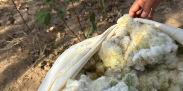 Produção de algodão colorido verde em Itatuba, na PB, é pioneira no país e exportada para a Europa