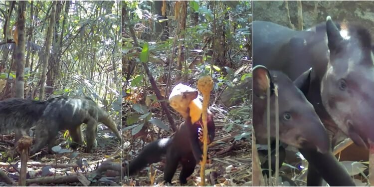 Anta toma banho com filhote, veados passeiam e araras curiosas são registradas por câmeras escondidas na floresta em RR