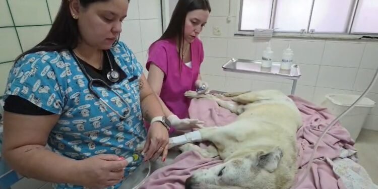 Cão idoso é resgatado pela Guarda após ser atropelado no Jardim Glória em Limeira Cão idoso é resgatado pela Guarda após ser atropelado no Jardim Glória em Limeira
