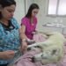 Cão idoso é resgatado pela Guarda após ser atropelado no Jardim Glória em Limeira