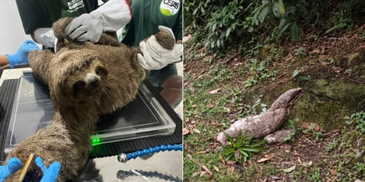 Bicho-preguiça é resgatado com filhote nas costas em rodovia no interior de SP Bicho-preguiça é resgatado com filhote nas costas em rodovia no interior de SP