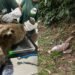 Bicho-preguiça é resgatado com filhote nas costas em rodovia no interior de SP