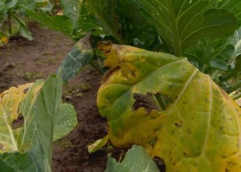 Excesso de chuva no RS apodrece grãos, atrasa plantios e quase triplica preço do tomate Excesso de chuva no RS apodrece grãos, atrasa plantios e quase triplica preço do tomate
