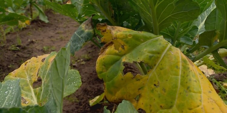Excesso de chuva no RS apodrece grãos, atrasa plantios e quase triplica preço do tomate Excesso de chuva no RS apodrece grãos, atrasa plantios e quase triplica preço do tomate