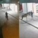 VÍDEO: Homem rouba lanchonete montado a cavalo e obriga vítima a segurar animal no interior da Bahia