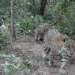 Onça-pintada que atacava gado aparece com dois filhotes no Pantanal de MT; veja vídeo Onça-pintada que atacava gado aparece com dois filhotes no Pantanal de MT; veja vídeo