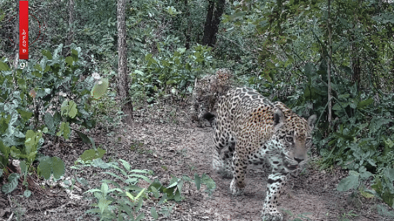 Onça-pintada que atacava gado aparece com dois filhotes no Pantanal de MT; veja vídeo Onça-pintada que atacava gado aparece com dois filhotes no Pantanal de MT; veja vídeo