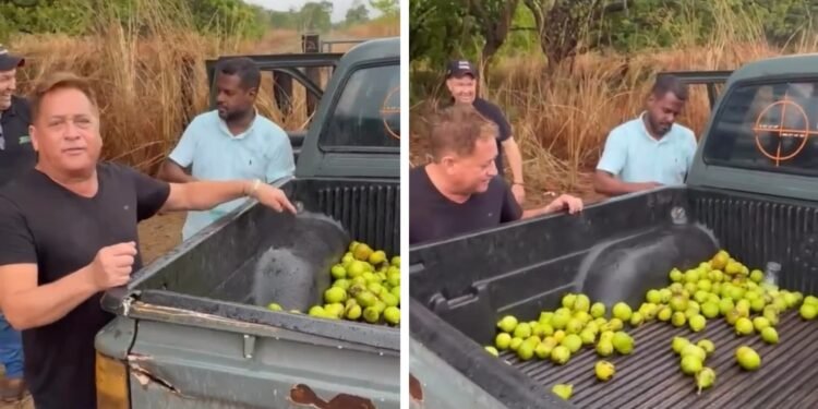 Leonardo pega pequi no meio de fazenda e mostra carroceira cheia: ‘Será que a gente gosta?’