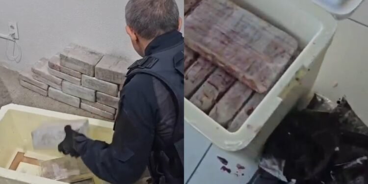 Polícia encontra 46 kg de cocaína escondidos em caixas de açaí no Ceará Polícia encontra 46 kg de cocaína escondidos em caixas de açaí no Ceará
