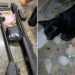 Suspeito de matar gato a tiros é preso com armas e munições em Parnaíba Suspeito de matar gato a tiros é preso com armas e munições em Parnaíba