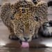 Leonardo DiCaprio resgata foto icônica de onça-pintada bebendo água no Pantanal e faz alerta sobre extinção Leonardo DiCaprio resgata foto icônica de onça-pintada bebendo água no Pantanal e faz alerta sobre extinção