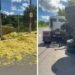 VÍDEO: carreta carregada com bagaço de laranja tomba em rotatória de Limeira VÍDEO: carreta carregada com bagaço de laranja tomba em rotatória de Limeira