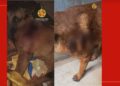 Adolescente de 16 anos é suspeito de esfaquear cachorro no DF