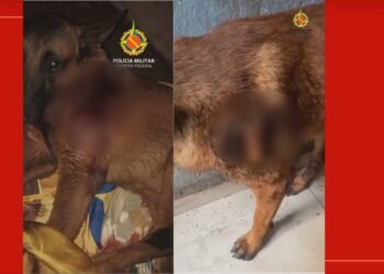 Adolescente de 16 anos é suspeito de esfaquear cachorro no DF