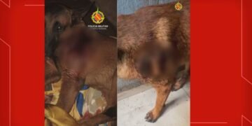 Adolescente de 16 anos é suspeito de esfaquear cachorro no DF