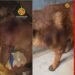 Adolescente de 16 anos é suspeito de esfaquear cachorro no DF Adolescente de 16 anos é suspeito de esfaquear cachorro no DF