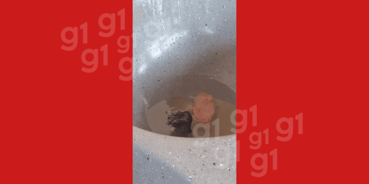 Pedagoga flagra rato tomando banho em pia de casa e vídeo viraliza no Acre; especialista explica