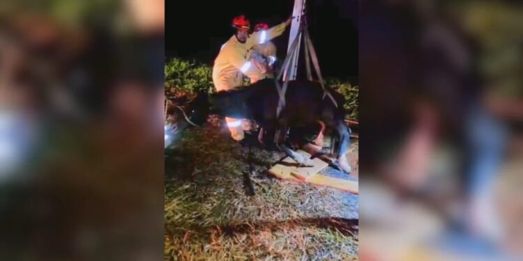 Bombeiros levam quase 5 horas para resgatar cavalo que caiu em poço de 6 metros de profundidade em Sorocaba Bombeiros levam quase 5 horas para resgatar cavalo que caiu em poço de 6 metros de profundidade em Sorocaba