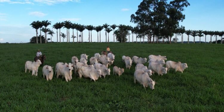 34 cidades do ES têm mais bois e vacas do que habitantes; veja os números por município