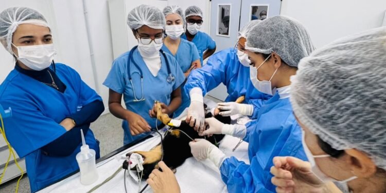 Outubro Rosa Pet: Universidade faz atendimentos gratuitos em cadelas e gatas em Salvador Outubro Rosa Pet: Universidade faz atendimentos gratuitos em cadelas e gatas em Salvador