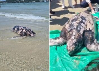‘Tartaruga-gigante’ é encontrada morta em praia do litoral de SP; VÍDEO