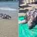 ‘Tartaruga-gigante’ é encontrada morta em praia do litoral de SP; VÍDEO
