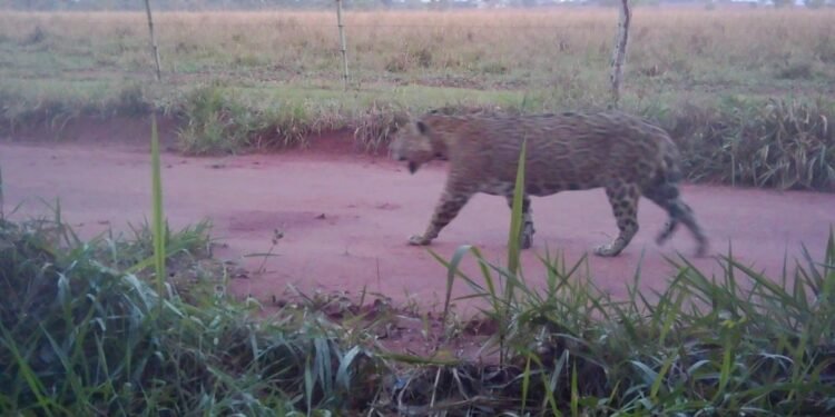 Conheça Theodoro, onça-pintada monitorada há 5 anos que mobilizou resgate de 3h no interior de SP Conheça Theodoro, onça-pintada monitorada há 5 anos que mobilizou resgate de 3h no interior de SP